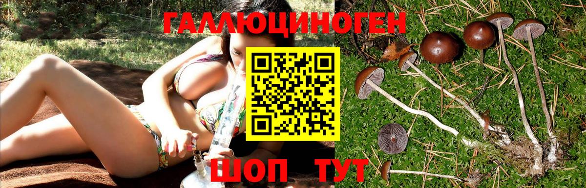 Галлюциногенные грибы Psilocybine cubensis Рязань